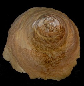 Onustus indicus (Gmelin, 1791) upper view - BioLib.cz