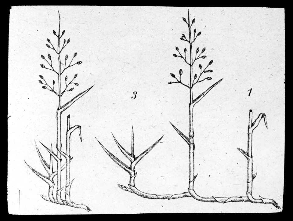 Ontwikkeling van gras, Bestanddeelnr 194-0337