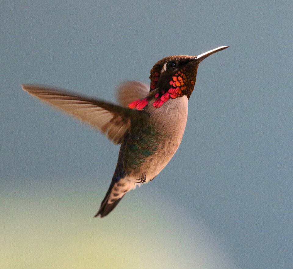 Zunzuncito mellisuga helenae endemic