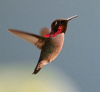 Zunzuncito mellisuga helenae endemic photo