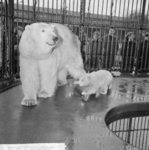 Op 9 december geboren beertje in Artis voor het eerst buiten, jonge beertje met , Bestanddeelnr 917-5754