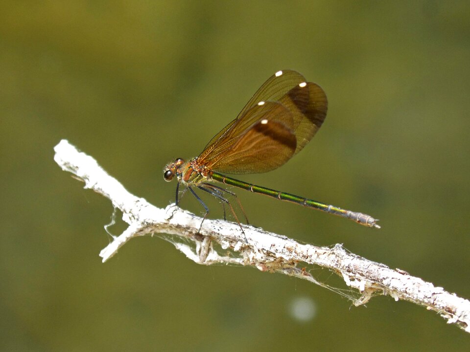 Calopteryx haemorrhoidalis iridescent branch
