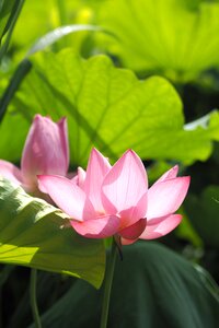Pink nature relaxation