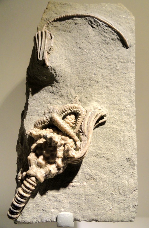Onychaster flexilis, Actinocrinites gibsoni, & Macrocrinus sp., starfish & two crinoids, Carboniferous (Mississippian), Edwardsville Formation, Crawfordsville, IN, USA - Houston Museum of Natural Science - DSC01728
