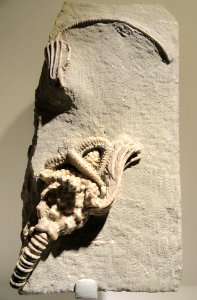 Onychaster flexilis, Actinocrinites gibsoni, & Macrocrinus sp., starfish & two crinoids, Carboniferous (Mississippian), Edwardsville Formation, Crawfordsville, IN, USA - Houston Museum of Natural Science - DSC01728