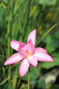 Pink nature relaxation photo