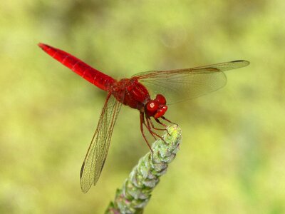 Dragonfly winged insect erythraea crocothemis photo