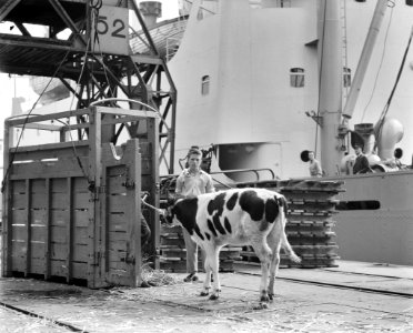 Op de Thomsonkade te Rotterdam is men begonnen met de inscheping van 61 koeien a, Bestanddeelnr 905-2946