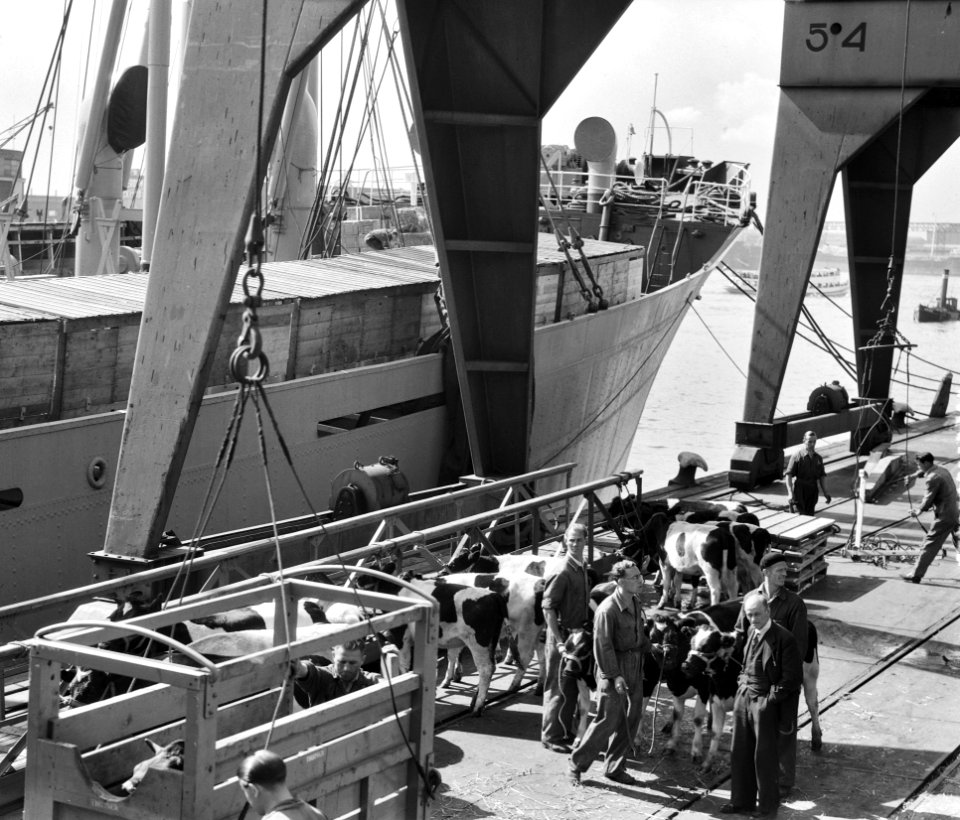 Op de Thomsonkade te Rotterdam is men begonnen met de inscheping van 61 koeien a, Bestanddeelnr 905-2944