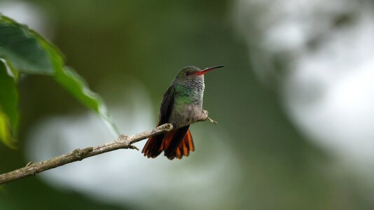 The india quindio photo