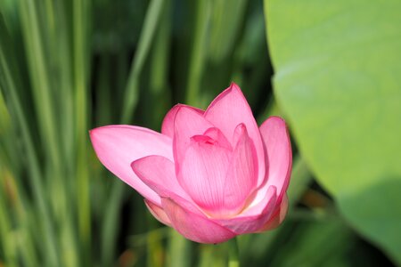 Pink nature relaxation