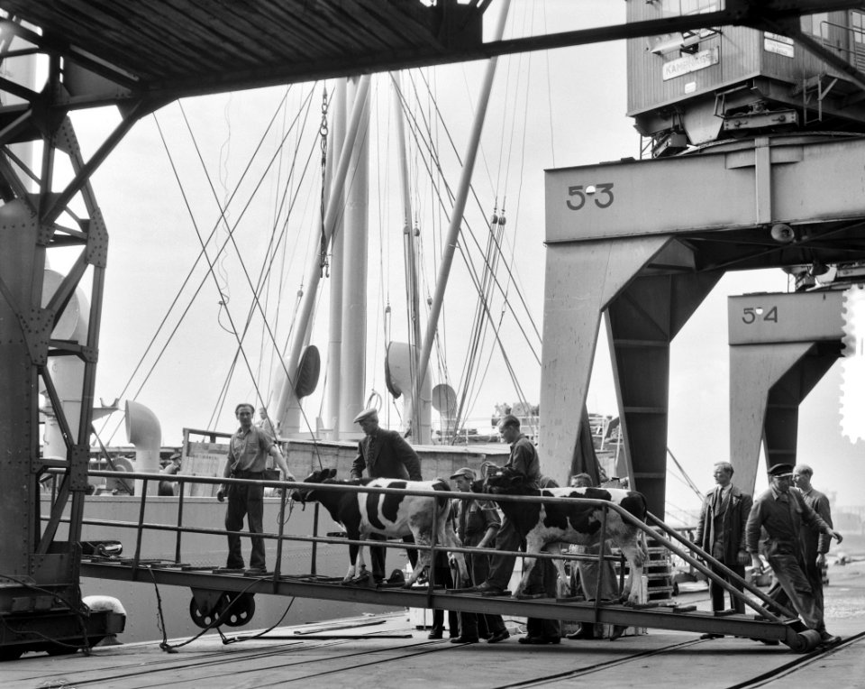 Op de Thomsonkade te Rotterdam is men begonnen met de inscheping van 61 koeien a, Bestanddeelnr 905-2945