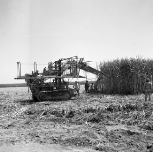 Oogsten, suikerriet, arbeiders, machines, hafe tapeh, Bestanddeelnr 250-8670