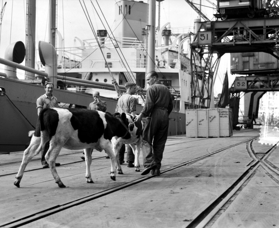 Op de Thomsonkade te Rotterdam is men begonnen met de inscheping van 61 koeien a, Bestanddeelnr 905-2943