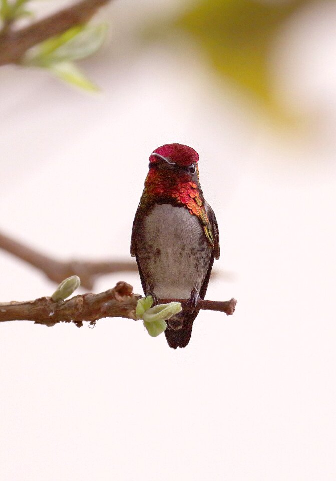 Zunzuncito mellisuga helenae endemic