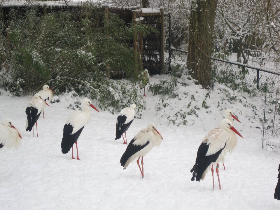 Ooievaars in de sneeuw kasteeltuin arcen