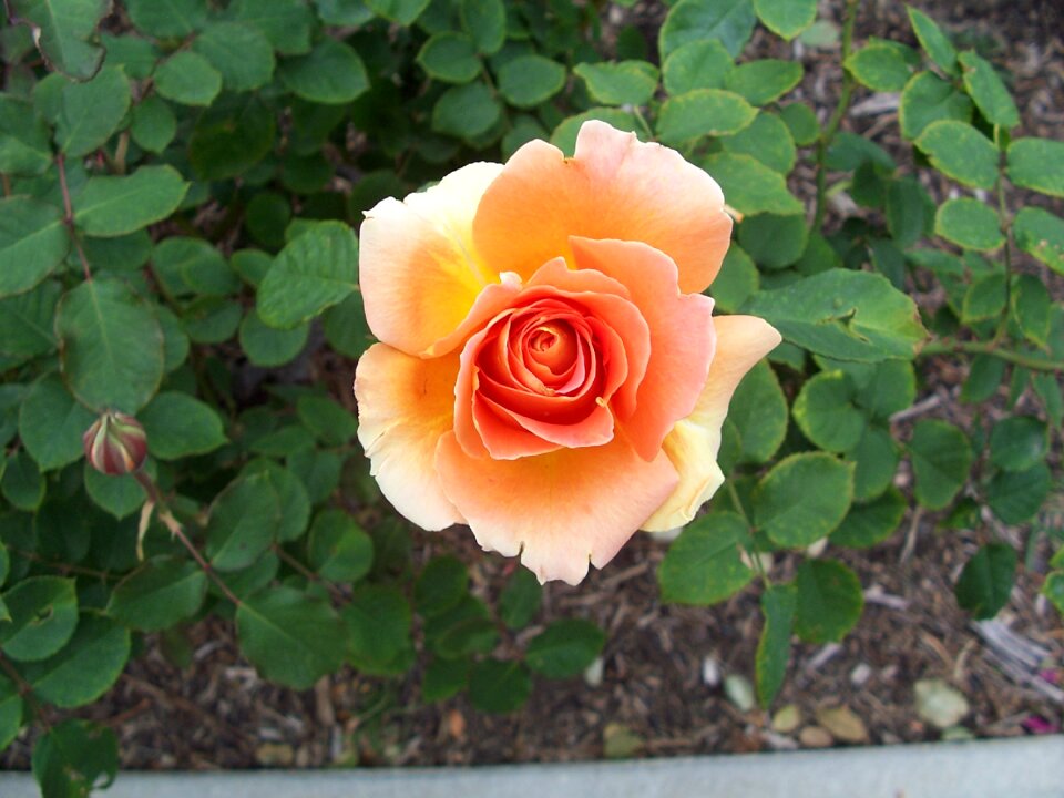 Rose garden green rose
