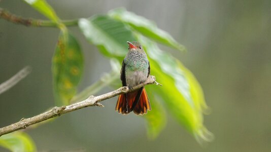 The india quindio photo