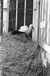 Ooievaar in Artis, Bestanddeelnr 920-0725