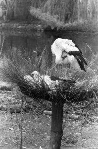 Ooievaars op nest in Artis, Bestanddeelnr 919-0093