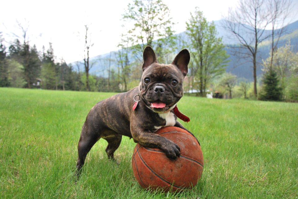French bulldog puppy dog