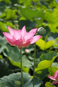 Pink nature relaxation