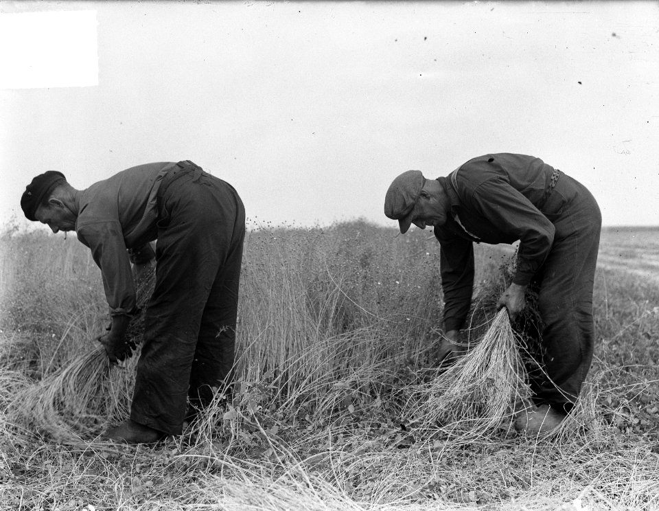 Oogsten in Noordoostpolder, Bestanddeelnr 904-0822