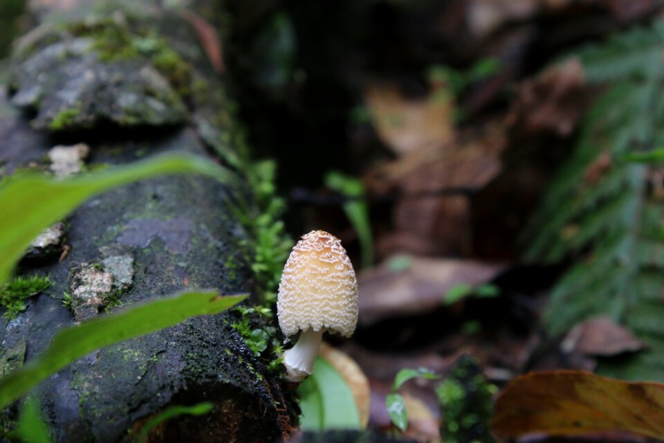 Vietnam green forest mushrooms