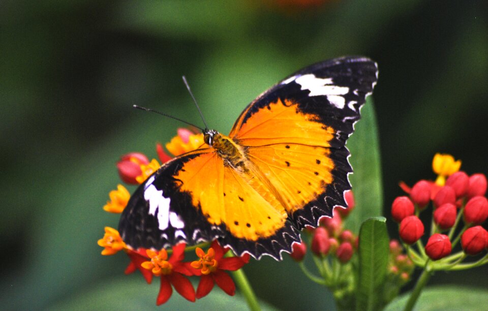 Natural insect green butterfly