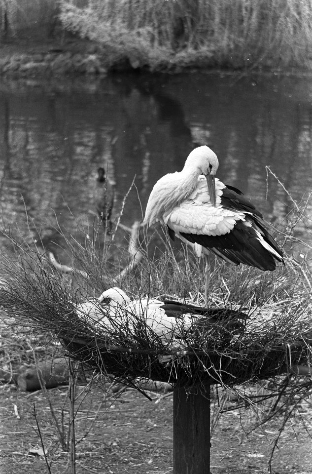 Ooievaars op nest in Artis, Bestanddeelnr 919-0092