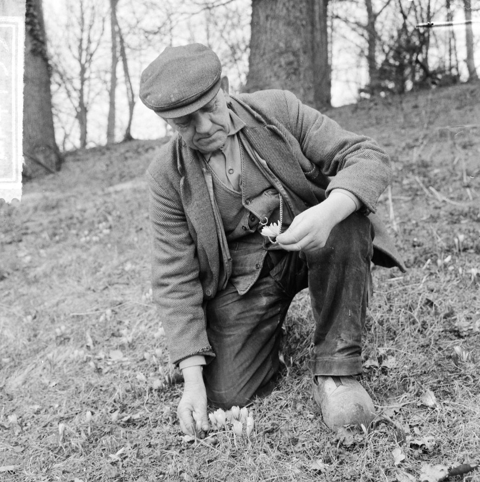 Oom Dirk de tuinman bekijkt de crocussen die in bloei staan op Linnaeushof, Bestanddeelnr 917-4753