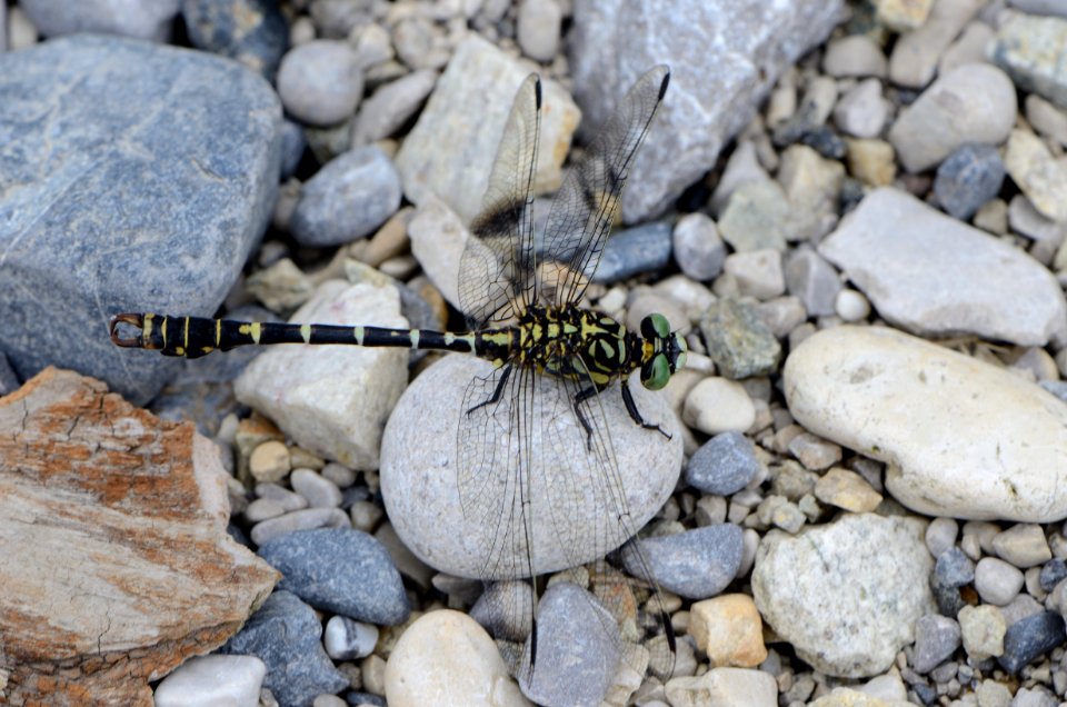 Onychogomphus forcipatus male 1