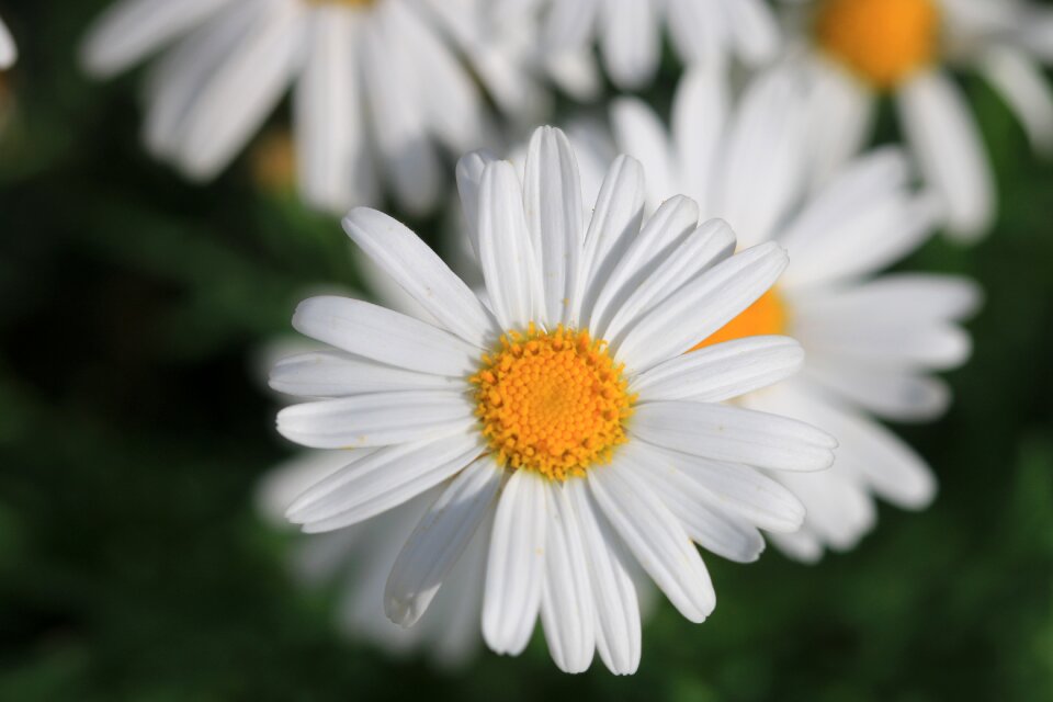 Plant nature flowers