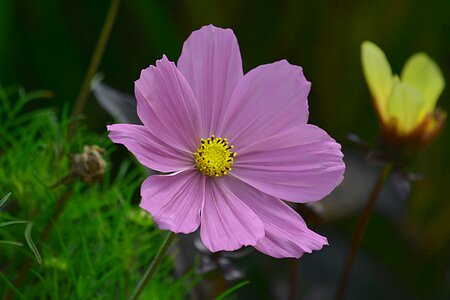 Flower pink plant photo