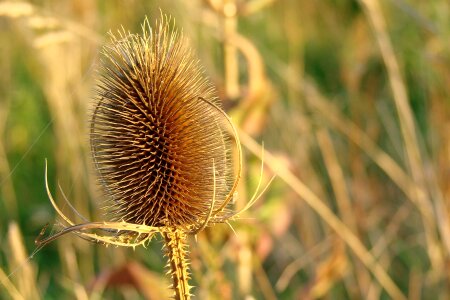 Nature flora botany