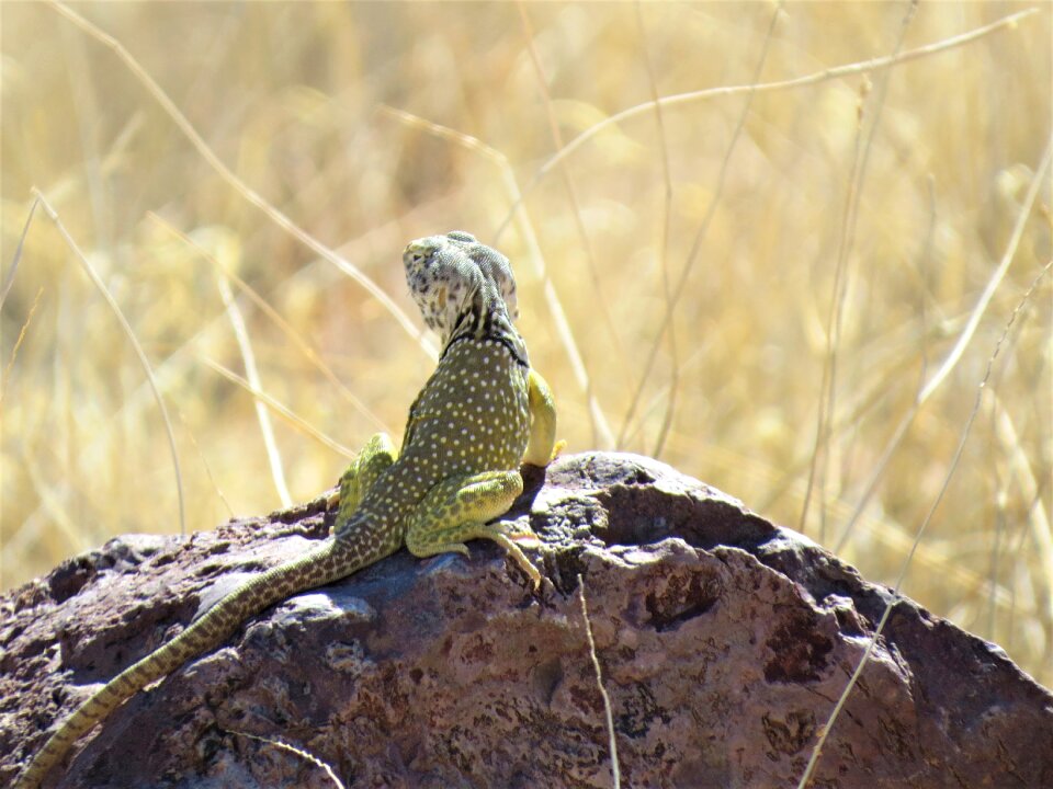 Yellow wild animal