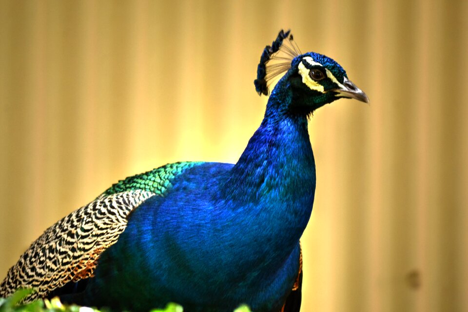 Colourful bird nature