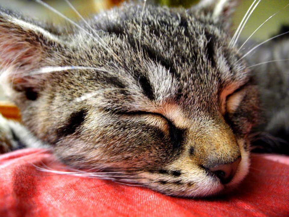 Head sleeping tomcat