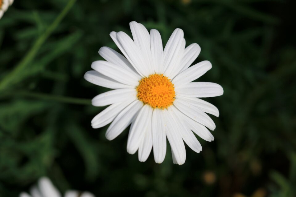 Plant nature flowers