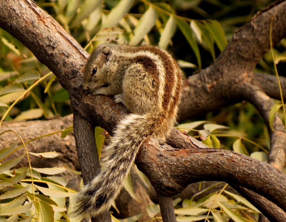 Animal nature wildlife