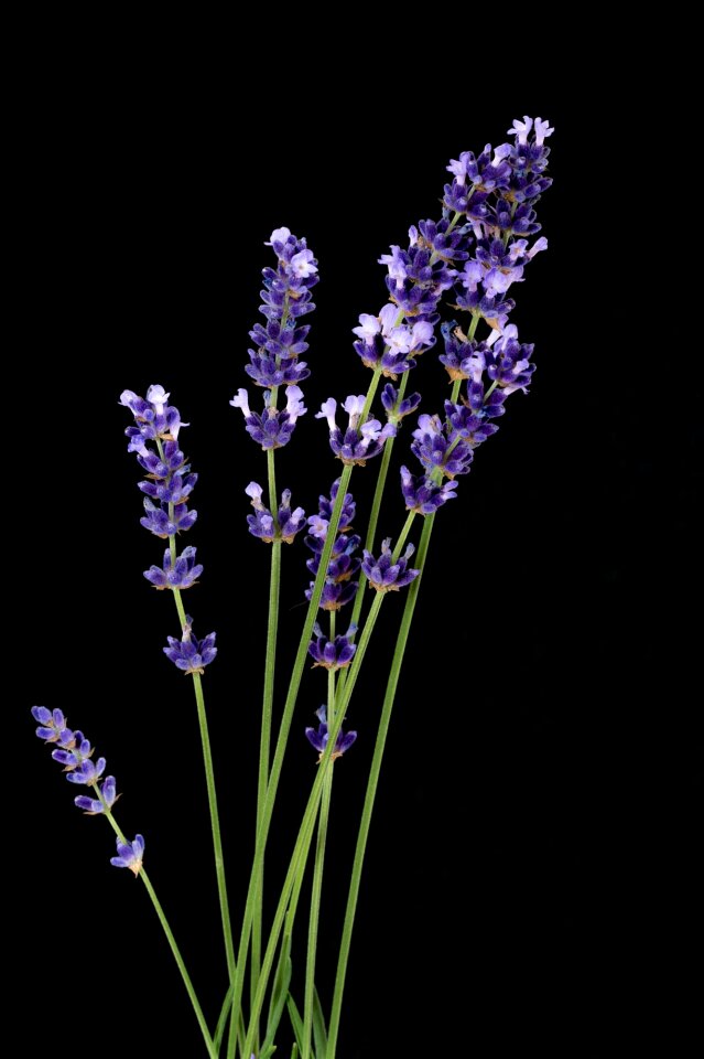 Flower plant violet