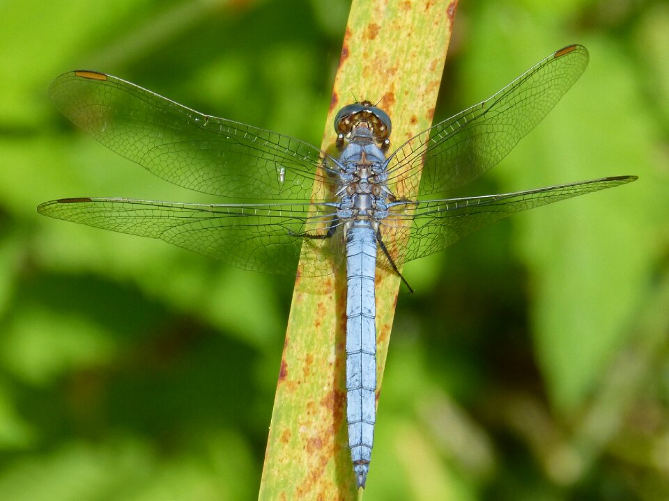 Leaf wetland orthetrum cancellatum