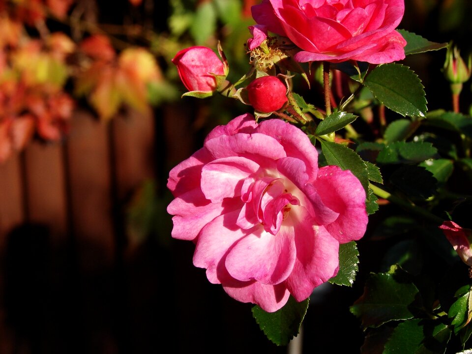 Garden decoration pink photo