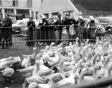 Op de markt tonen traditioneel geklede ganzenhoedsters de ganzen aan het publiek, Bestanddeelnr 919-7892