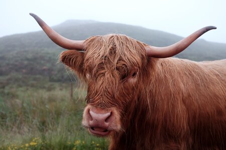 Cattle close-up countryside photo