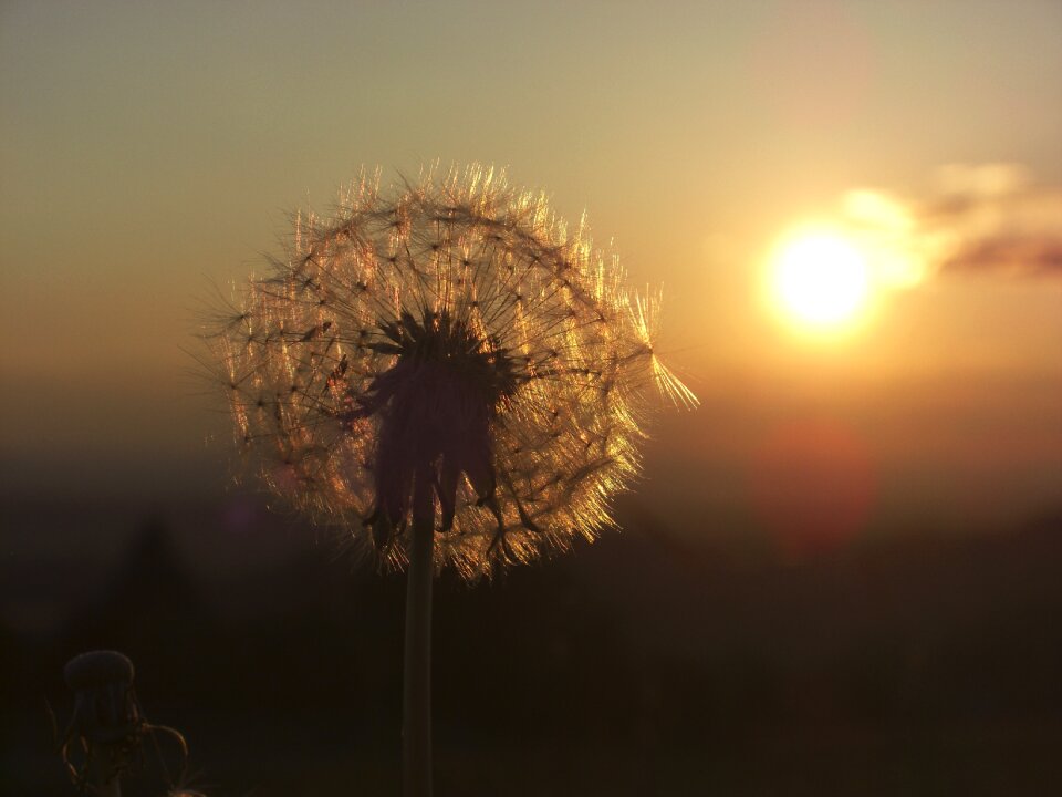 Plant flying seeds summer