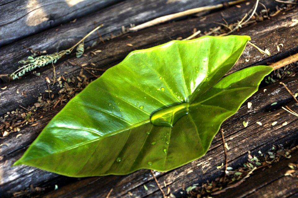 Leaf colours garden