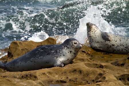 Robbe seal animal