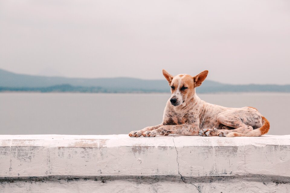 Dog domestic animal outdoors