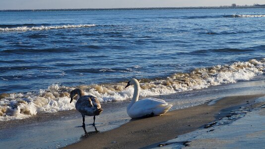 Swans beach sea photo